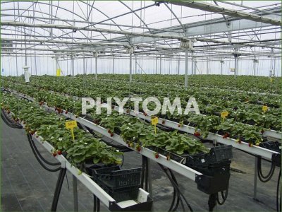 Trichoderma 